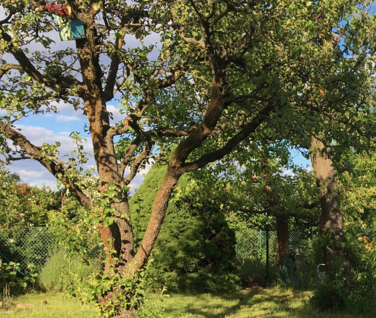 GartenblickBirneSommer22