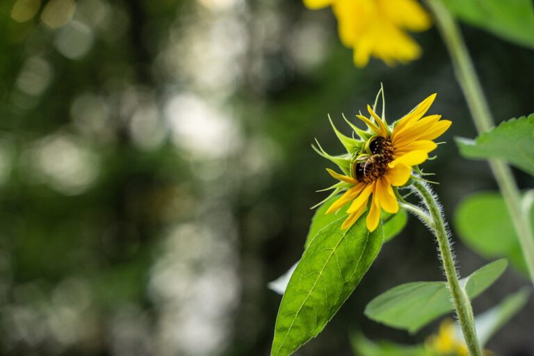 flower, pollination, flower background-8387712.jpg