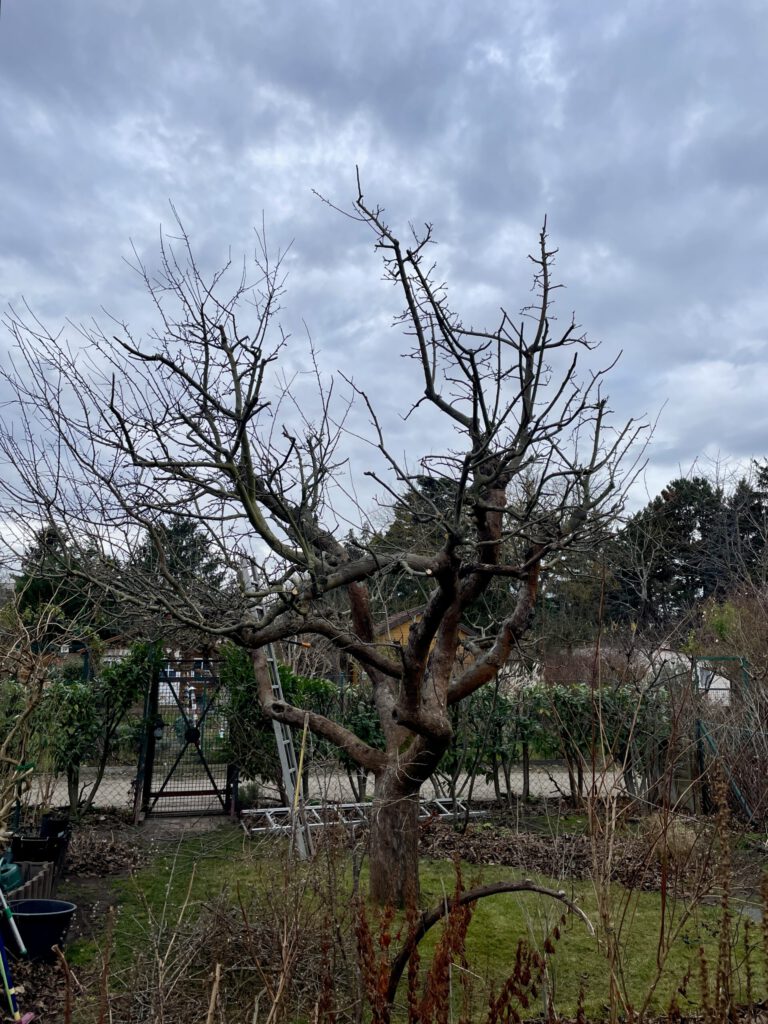 Kahle Krone eines alten Obstbaums im Winter
