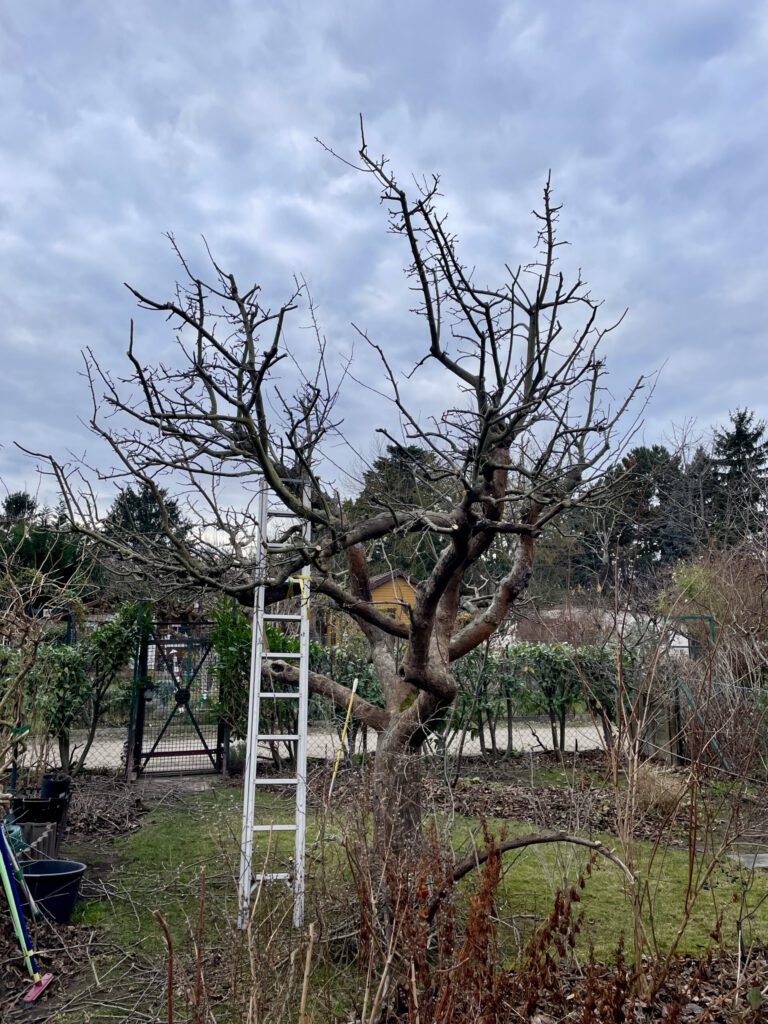 Altbaum-Schnitt mit Leiter im Obstgarten