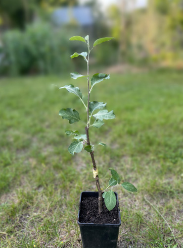 Apfelbaum Verdelung einjährig